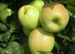Синап: самые вкусные яблоки