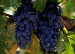 Шкала оценки винограда в подробностях