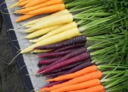 Разные виды моркови