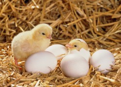Совместная инкубация яиц птиц разных видов