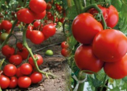 Почему плохо завязываются помидоры