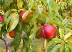 Сажаем нектарин – сорта и особенности агротехники