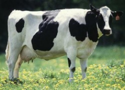 Линяет корова