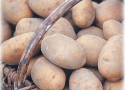 Посадка картофеля резаными клубнями