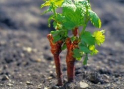 Почва для черенка винограда