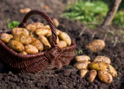Простые секреты выдающегося урожая картошки