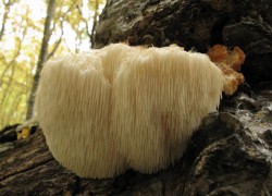 Необычные грибы на даче