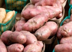Сорта картофеля устойчивые к фитофторе