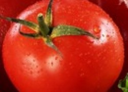 Суперранний помидор