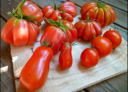 Ребристые томаты – самые вкусные для салатов