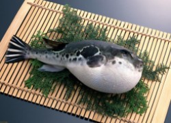 Рыба фугу может стать последней едой в жизни