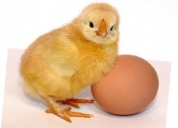 Кто в яйце