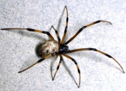 Как безопасно избавиться от пауков в доме