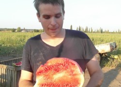 Выращивание арбузов на Кубани