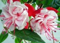 Фуксия – цветок для дома и сада