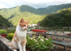 Реальная история: город, который спасли кошки