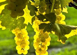 Вредители винограда: убить или простить?