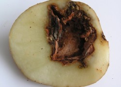 Болезни картофеля и картофельные вредители