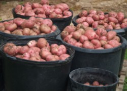 Огромный урожай картошки получила благодаря... отходам