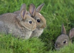 Кролики без приплода