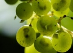 Комнатное черенкование винограда
