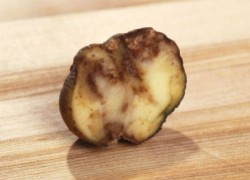 Почему картофель стал резиновым?