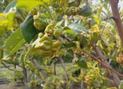 Курчавость листьев персика: как и чем лечить