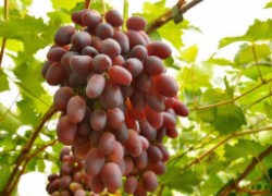 9 практических советов виноградарям