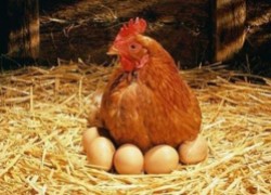 Хитрое гнездо для курицы: яйца не разобьются