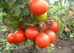 Пасынкование высокорослых помидоров в теплице