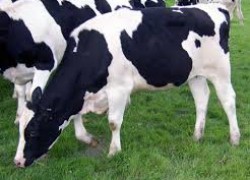 Почему корова не дает молоко
