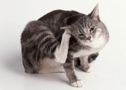 Как обработать кота от глистов, не мучая его