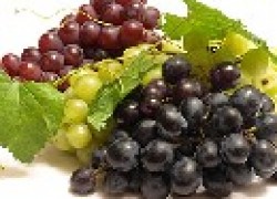 Практические рекомендации по защите виноградника