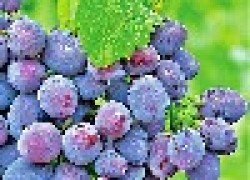 Сорт винограда «Кишмиш Лучистый» — мечта виноградаря