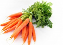 Лучшие сорта моркови сезона 2016