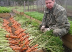 Самые урожайные сорта моркови