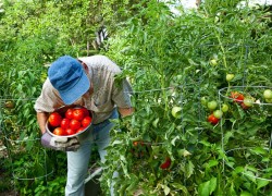 Владимир Семик: мое ноу-хау в выращивании томатов