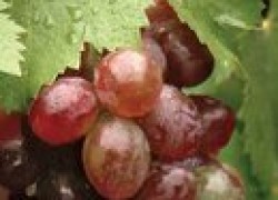 Бактериальный рак винограда