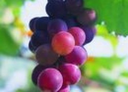 Что может дать Тур винограду