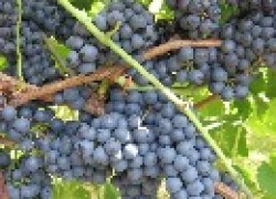 Новый сорт винограда Регент