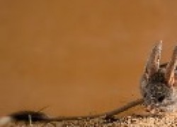 Мини-кенгуру: домашний тушканчик