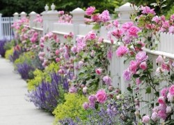 Забор с очаровательными розами