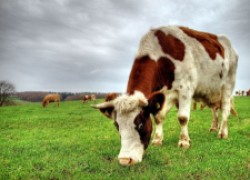 Определяем болезни коровы по симптомам