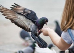 Орнитоз: будьте осторожнее с голубями