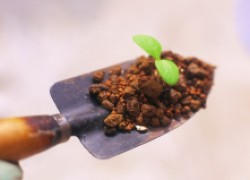 Подготовка к выращиванию рассады: готовим грунт
