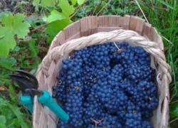 Советы по плодоношению винограда