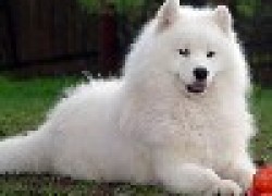 Белый ангел, или самоедская собака
