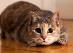 Есть ли риск заразиться от кошки?