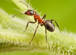 Гоните муравьев с участка в три шеи