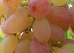 Как ускорить плодоношение винограда